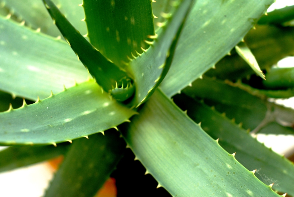 6 plants that clean negative energy from your home
