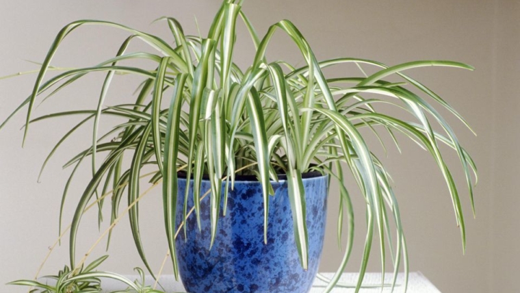 6 plants that clean negative energy from your home