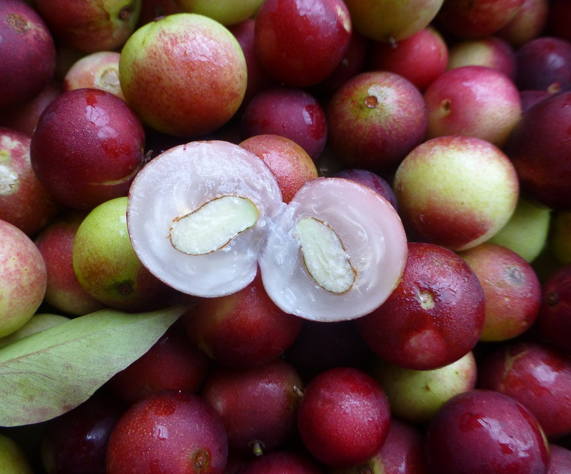  Exotic Camu camu plant for everything